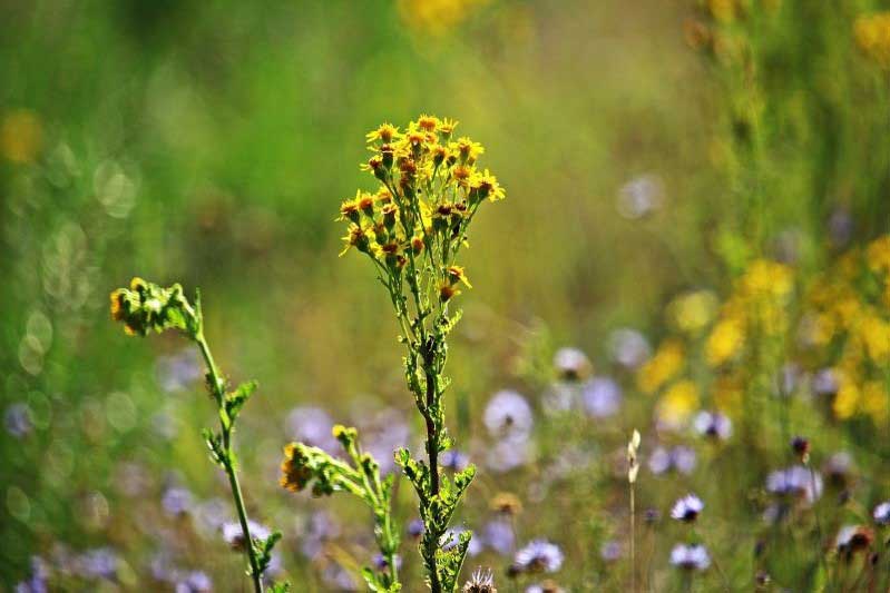 Jakobskreuzkraut blühende Pflanze